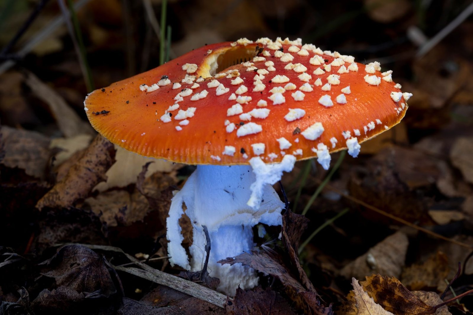 Bospaddestoelen Terrils Maasmechelen 10 van 1