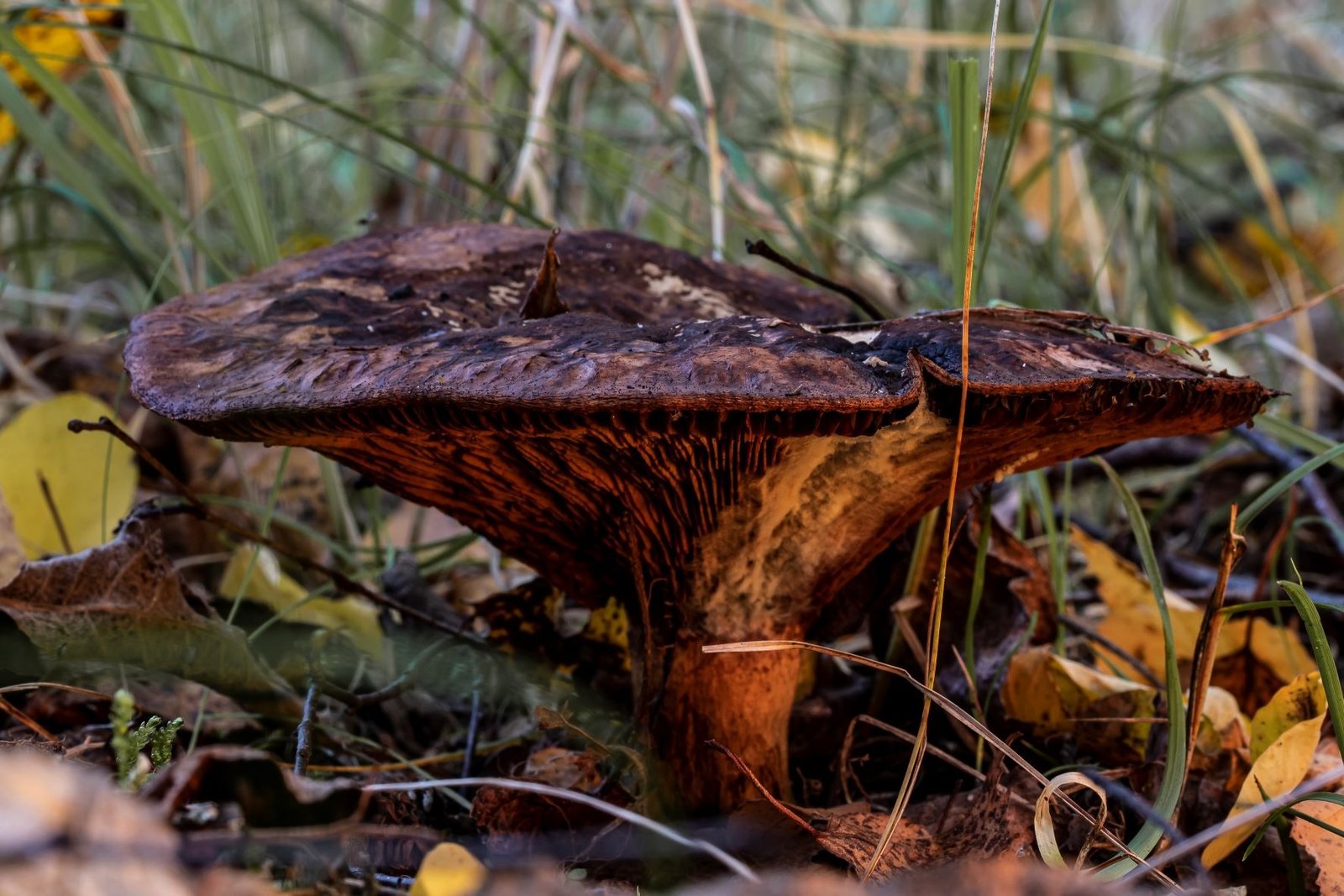 Bospaddestoelen Terrils Maasmechelen 3 van 13