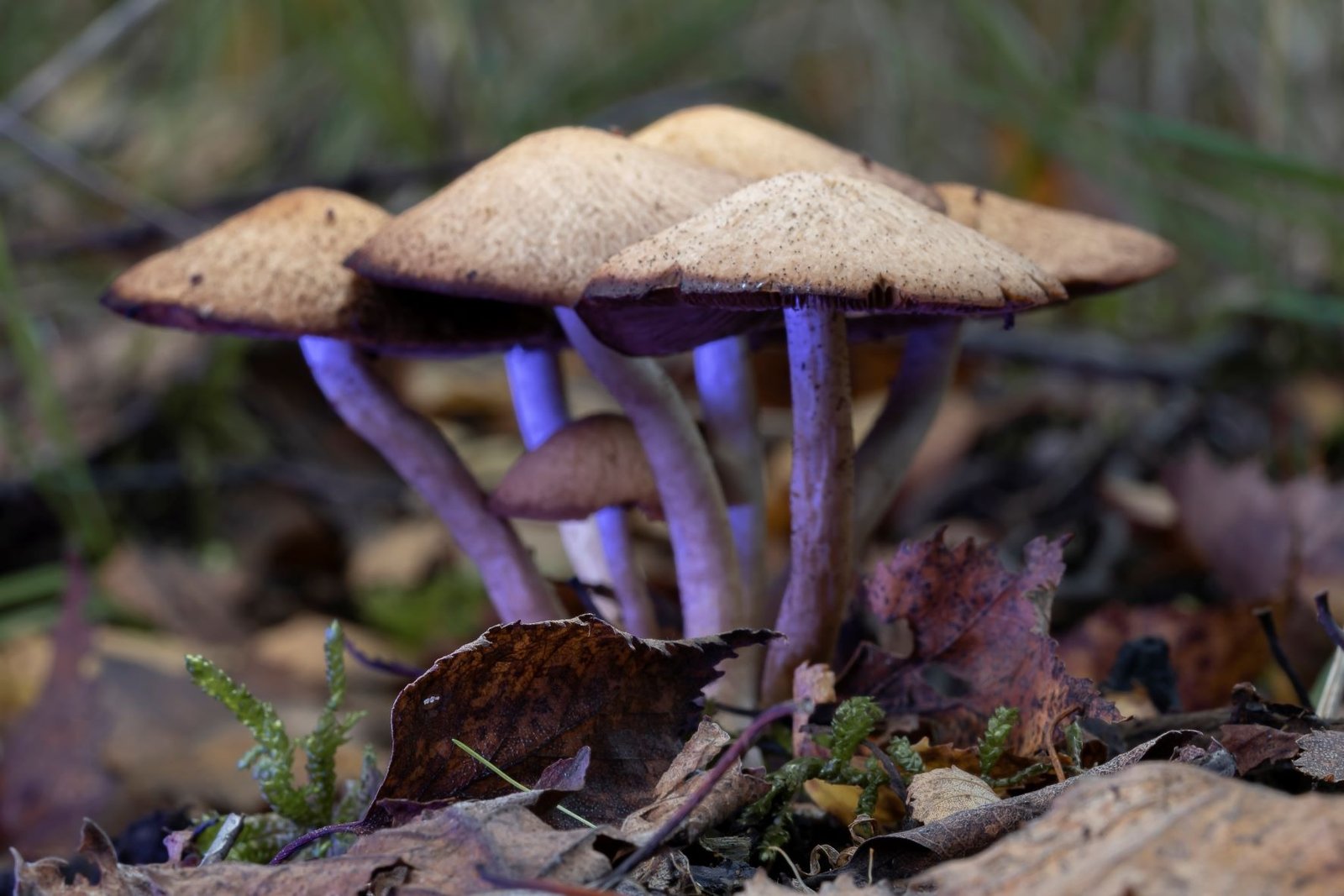 Bospaddestoelen Terrils Maasmechelen 9 van 13