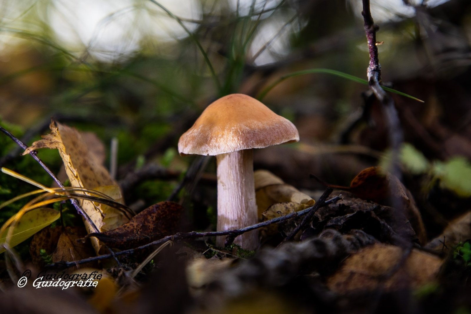 Guido-paddestoelen 1