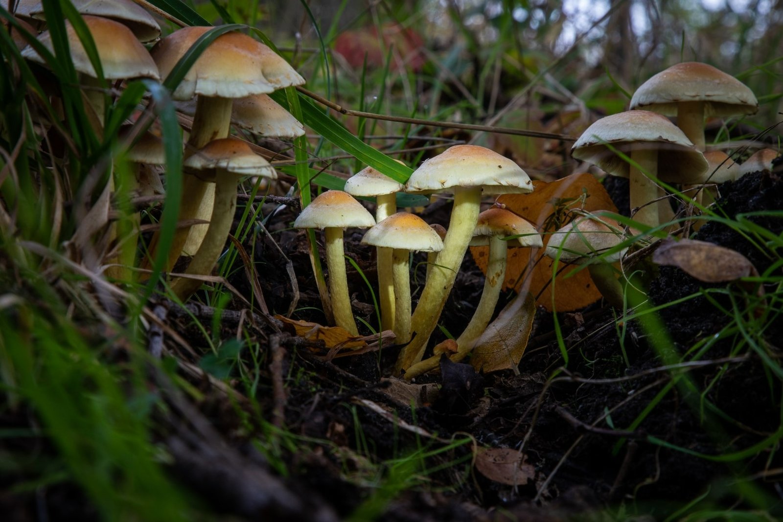 Guido-paddestoelen 2