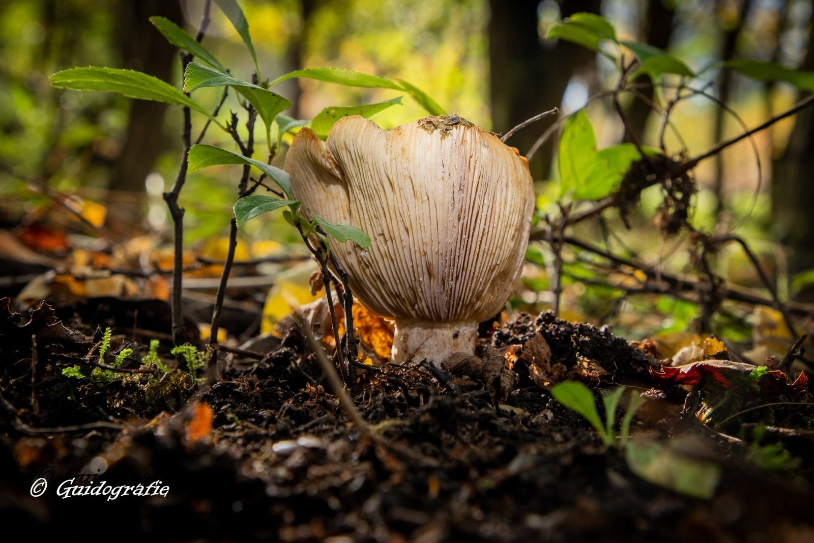 Guido-paddestoelen 3