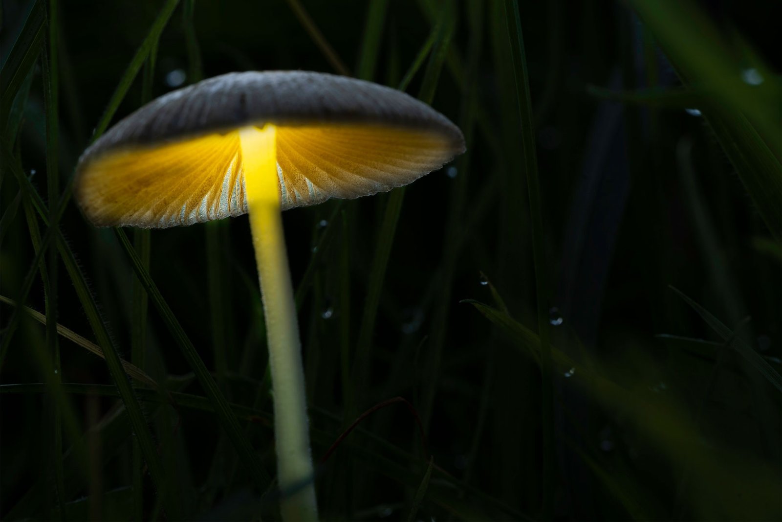 Lightpainting paddenstoelen