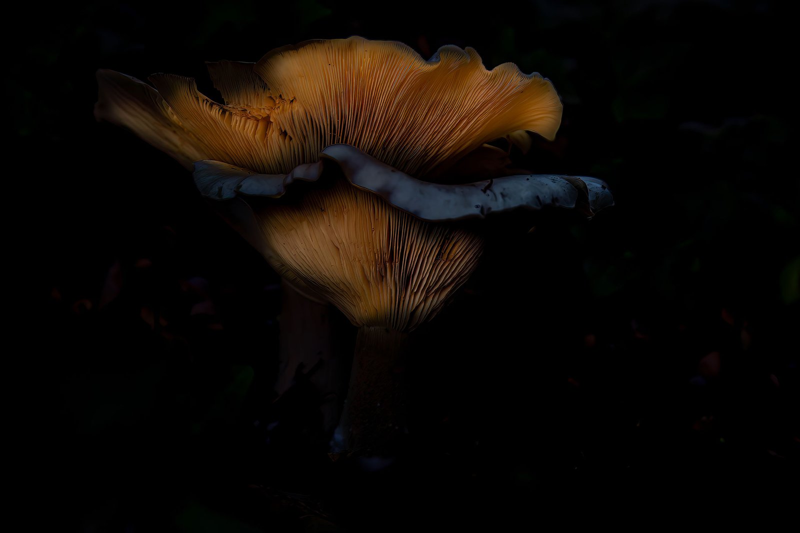 Paddenstoel-twee_web