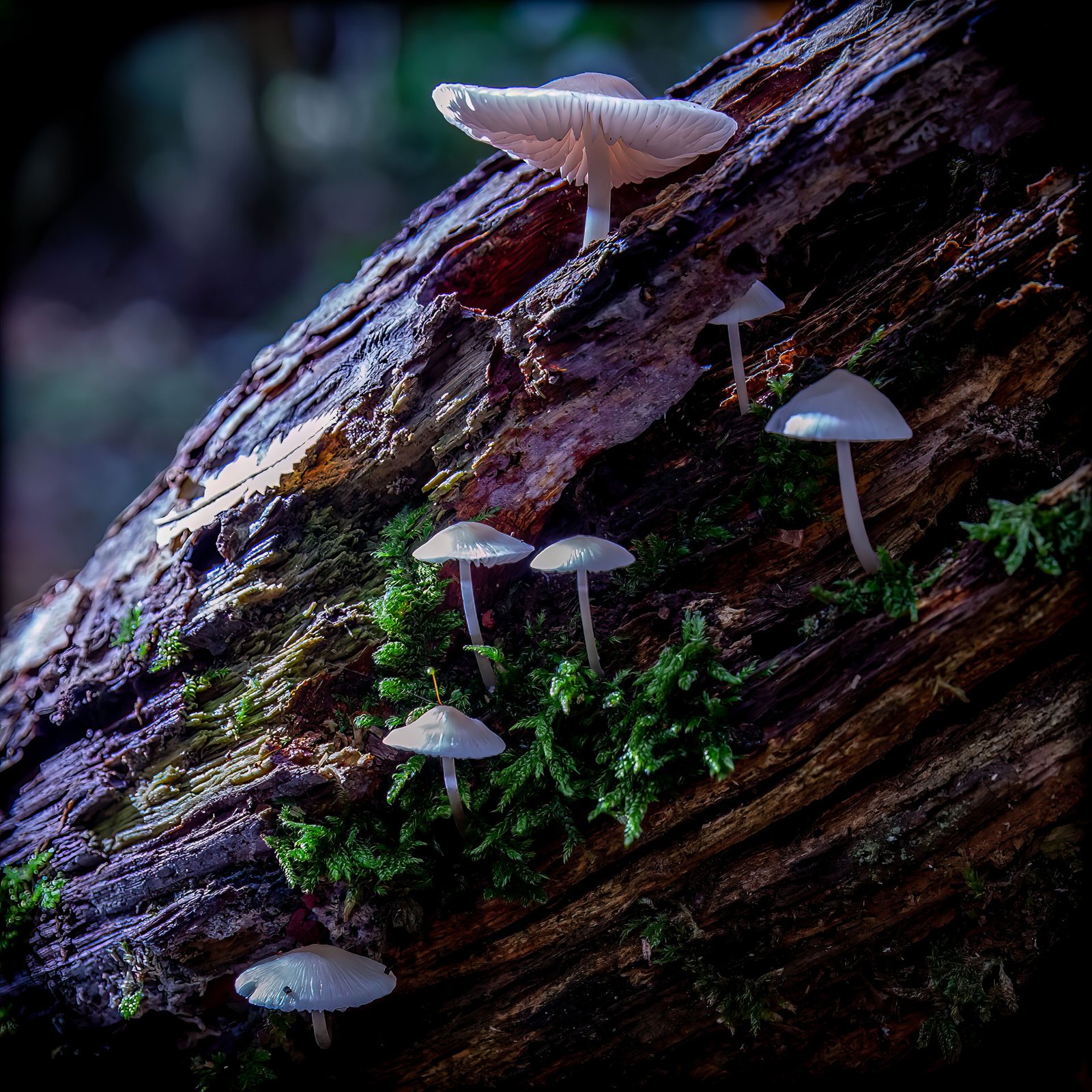 Paddenstoelen-2_web