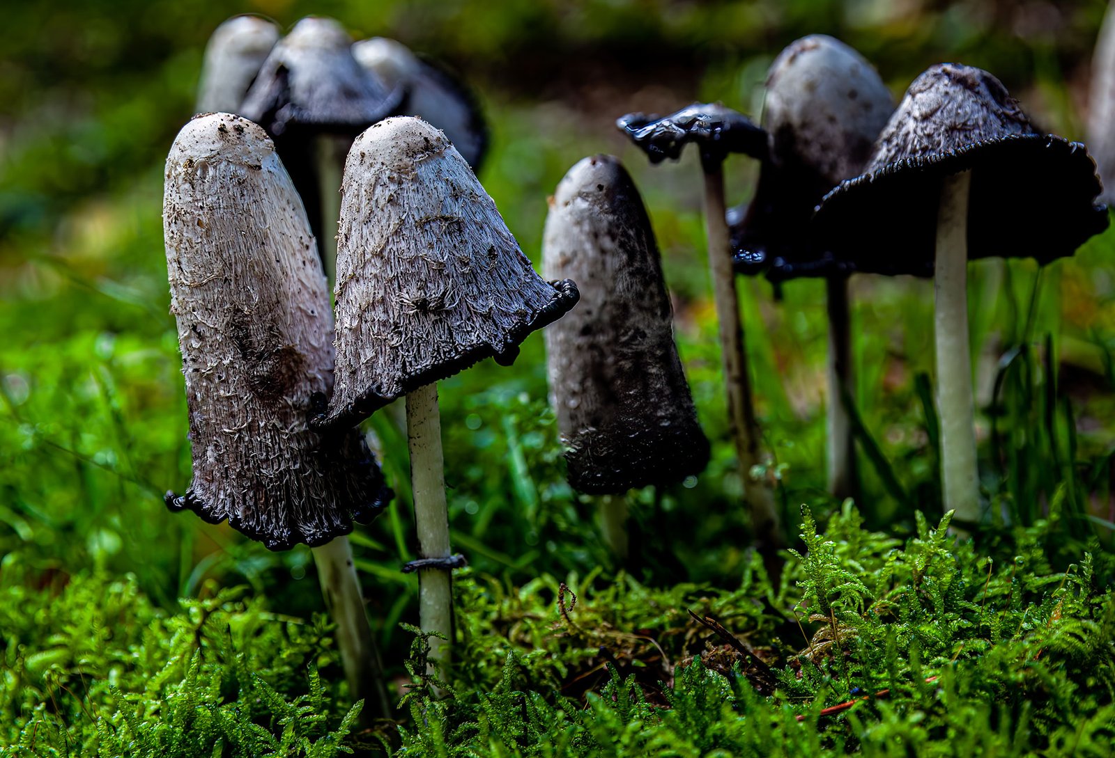 Paddenstoelen-3_web