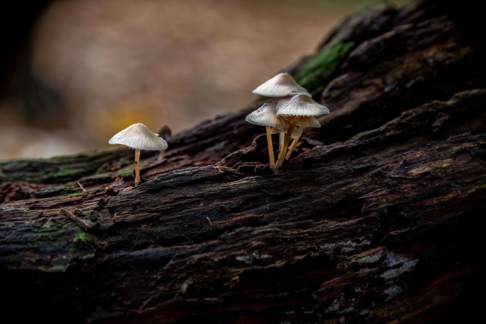 Paddenstoelen-bis_web