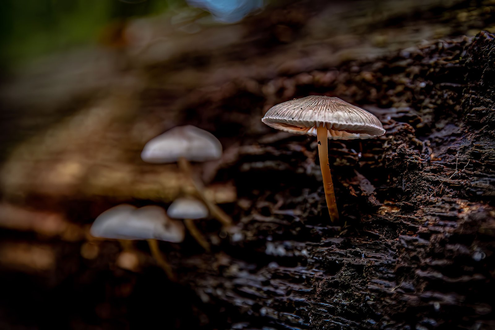Paddenstoelen-d_web