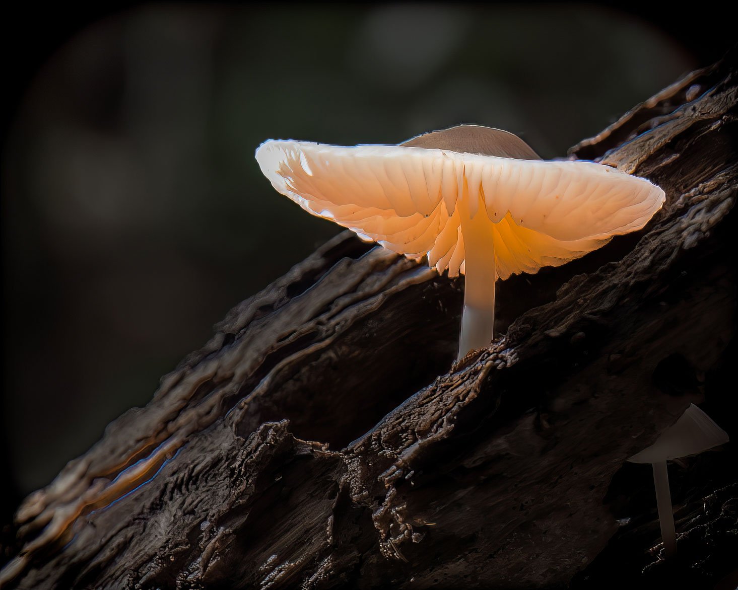 Paddestoel-lightpainting_web