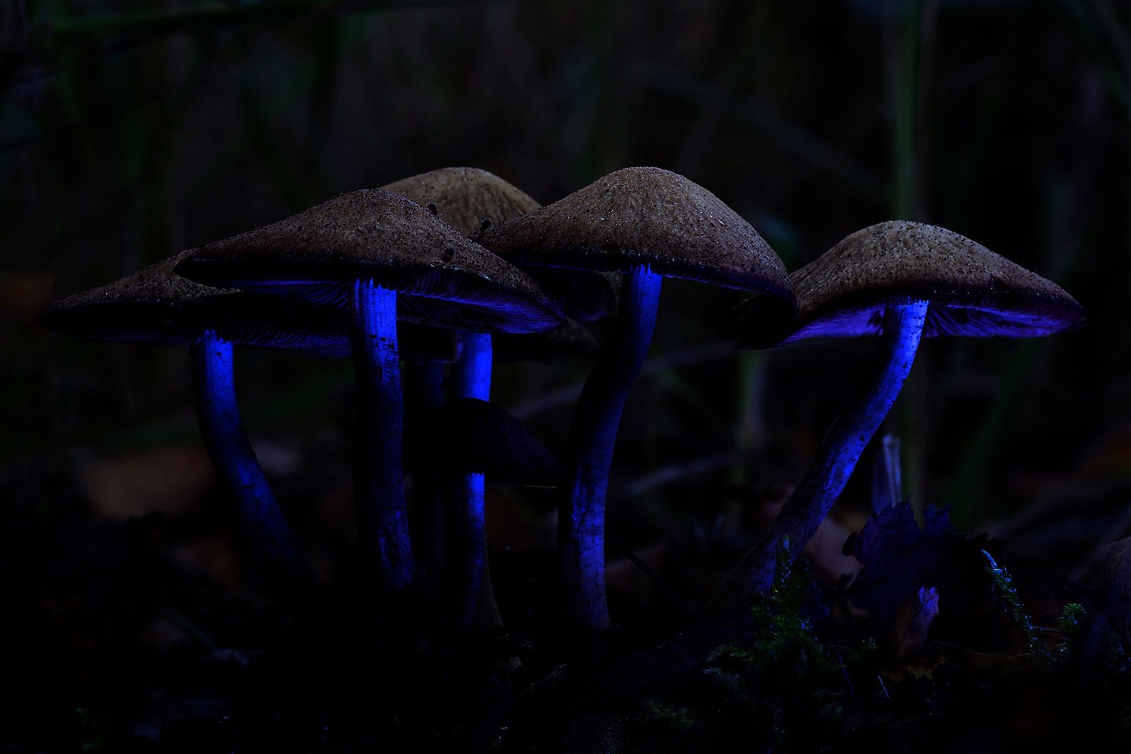 blauw-klaar