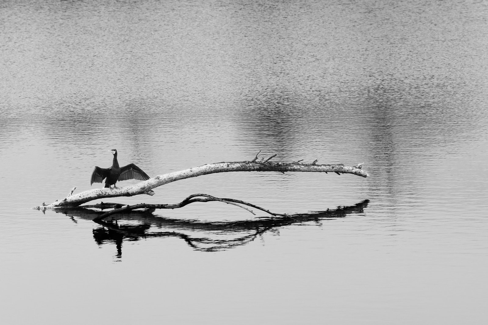 minimalisme-natuur-05678-bewerkt
