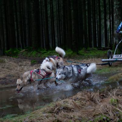 Sankt Vith Sledehonden 22 1