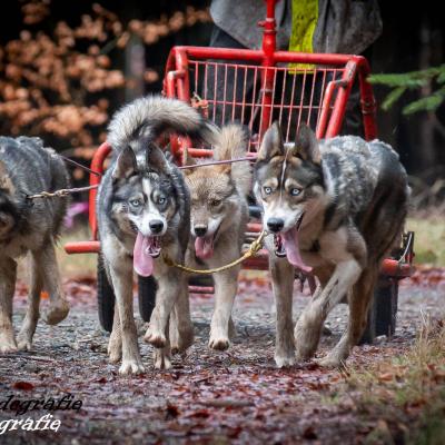 Sledehonden Guido 142