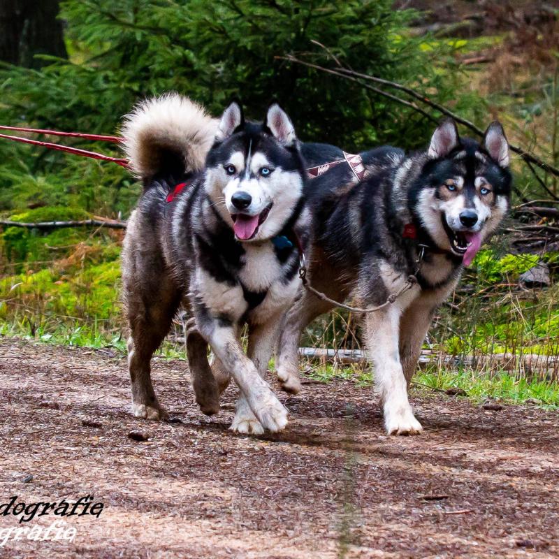 Sledehonden Guido 83