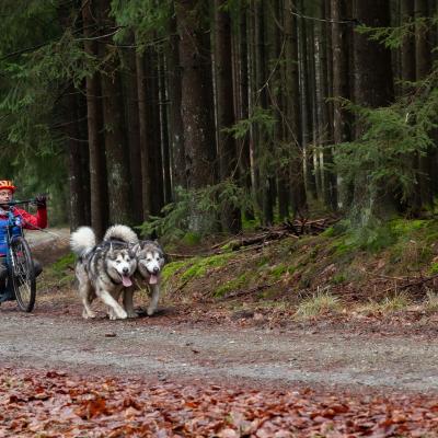 Sledehonden St Vith 13