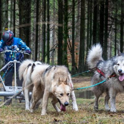 Sledehondenwedstrijd Sank Vith 3