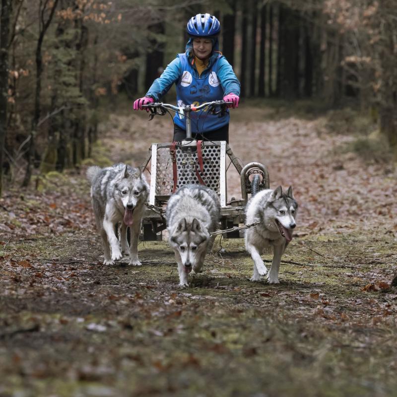 Sledehondenwedstrijd St .vith 1 Van 1