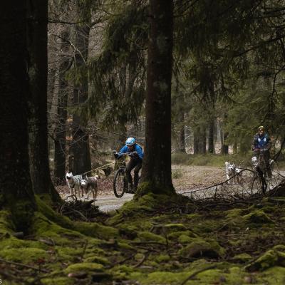 Sledehondenwedstrijd St .vith 21 Van 35