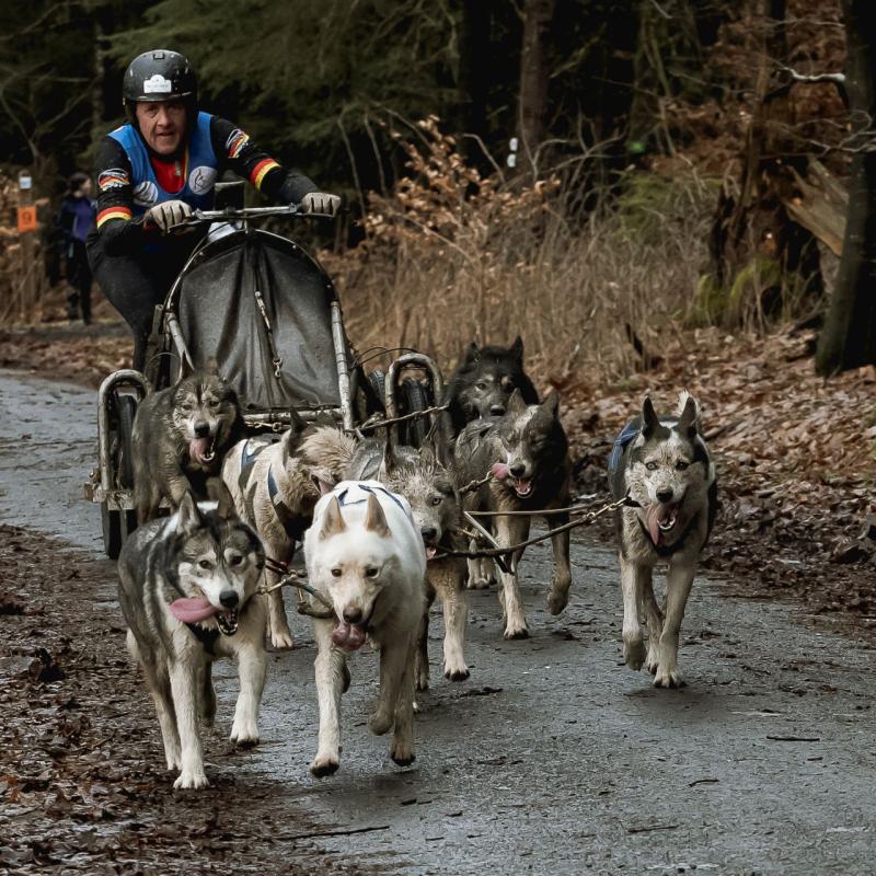 Sledehondenwedstrijd St .vith 34 Van 35