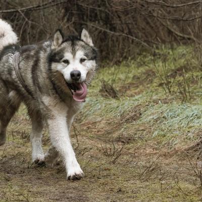 Sledehondenwedstrijd St .vith 9 Van 35