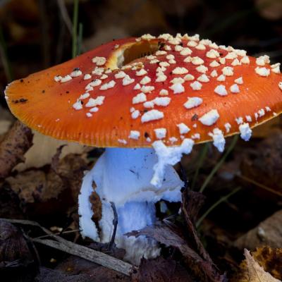 Bospaddestoelen Terrils Maasmechelen 10 Van 1