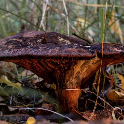Bospaddestoelen Terrils Maasmechelen 3 Van 13