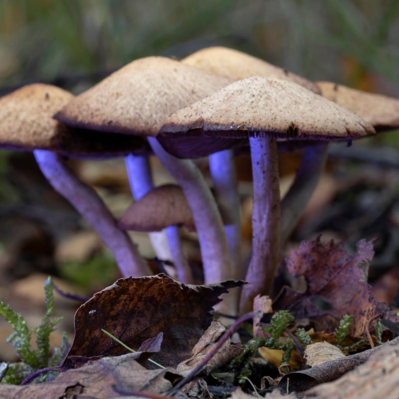 Bospaddestoelen Terrils Maasmechelen 9 Van 13