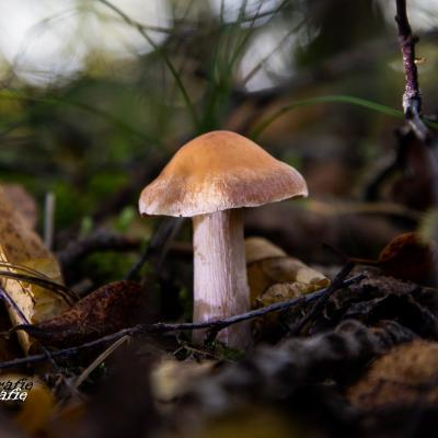 Guido Paddestoelen 1