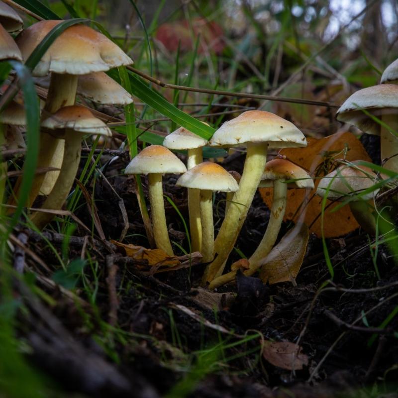 Guido Paddestoelen 2