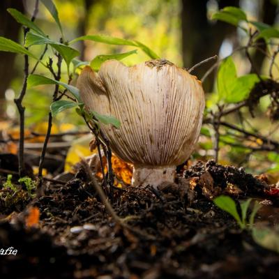 Guido Paddestoelen 3