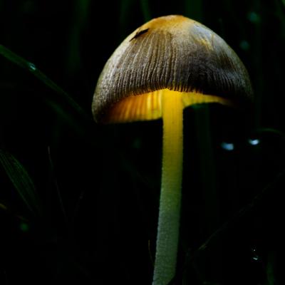 Paddenstoel 1 Kopieren