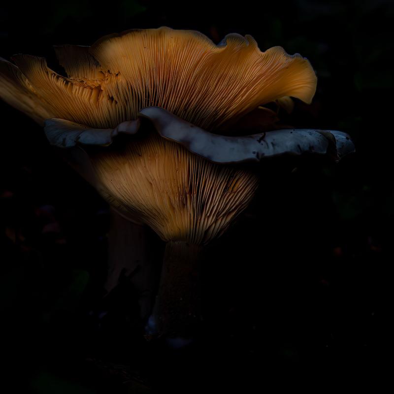 Paddenstoel Twee Web