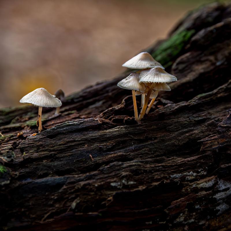 Paddenstoelen Bis Web