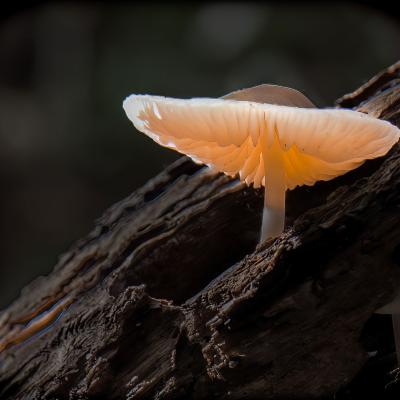 Paddestoel Lightpainting Web